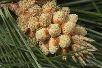 White pine cone covered in spores