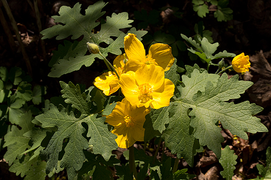 Woodland poppy
