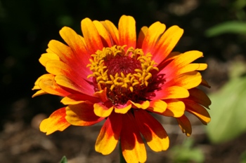 semi double zinnia