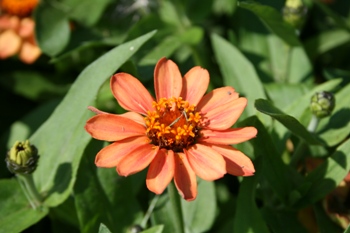 zinnia