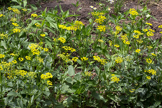 Golden Alexanders flower in spring