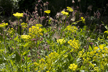 Zizia with prairie smoke