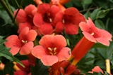 Campis radicans