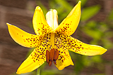 Canada lily