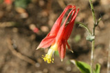 columbine