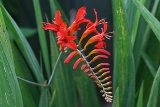 Crocosmia