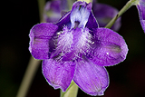 Delphinium 