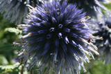 Echinops ritro