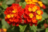 Red Lantana camara
