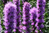 Liatris
