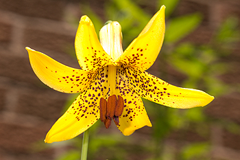 Lilium canadense flower