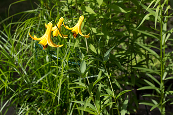 Lilium canadense