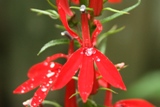 Lobelia cardinalis