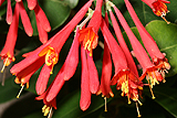 lonicera